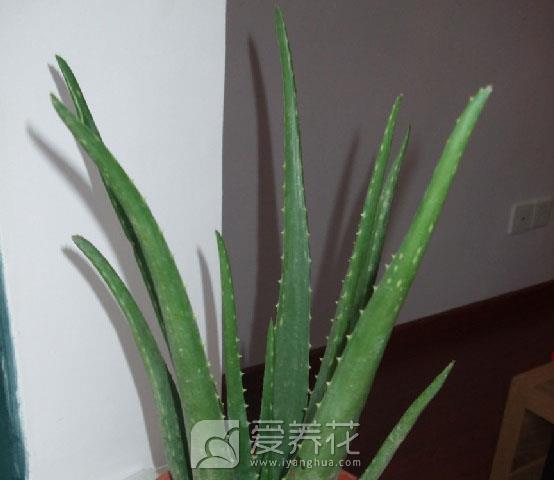 新房装修完以后，放上这几种植物，安全还环保