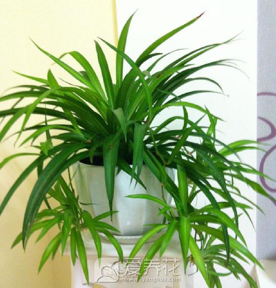 新房装修完以后，放上这几种植物，安全还环保