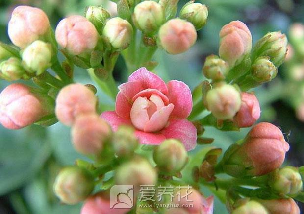 让特殊的日子充满花香，细说调节花期的4种方法