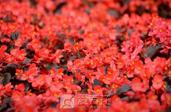让特殊的日子充满花香，细说调节花期的4种方法