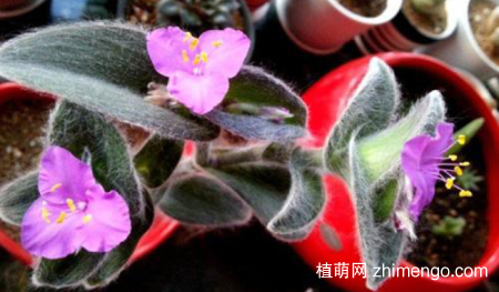 白雪姬白雪姬养殖方法与注意事项
