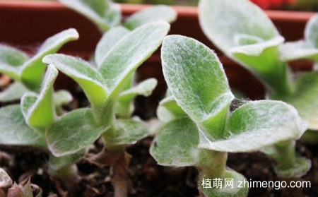 白雪姬白雪姬养殖方法与注意事项