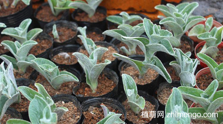 白雪姬白雪姬养殖方法与注意事项