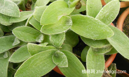 白雪姬白雪姬养殖方法与注意事项