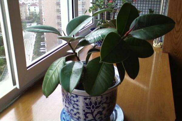 橡皮树移植方法介绍