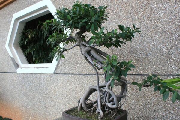 榕树盆景的摆放建议