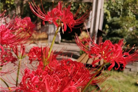 彼岸花什么时候开花，彼岸花的图片