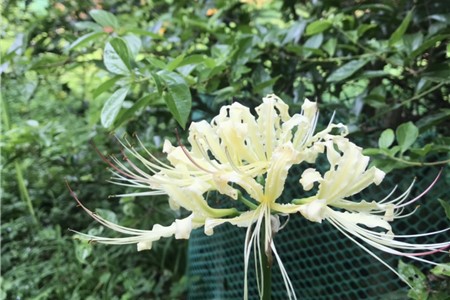 彼岸花什么时候开花，彼岸花的图片
