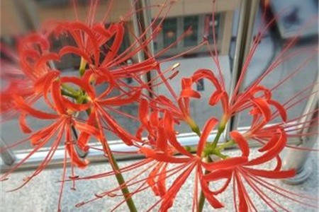 彼岸花什么时候开花，彼岸花的图片