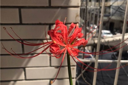 彼岸花什么时候开花，彼岸花的图片