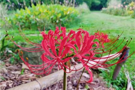 彼岸花什么时候开花，彼岸花的图片
