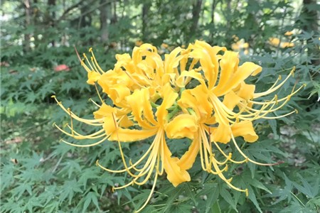 彼岸花什么时候开花，彼岸花的图片