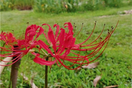 彼岸花什么时候开花，彼岸花的图片