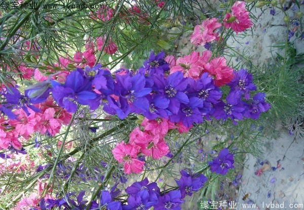 多年生耐寒草本花卉推荐哪些品种