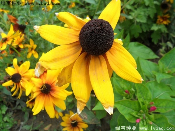 黑心菊是因为花心是黑色所以叫这个名字吗