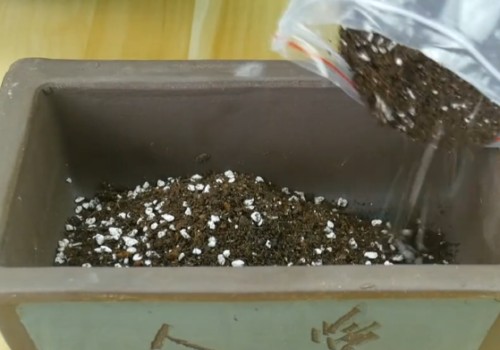卷柏适合什么土壤