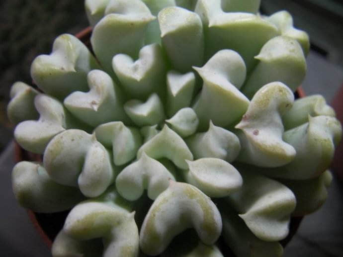 特玉莲图片大全！特玉莲高清图片！
