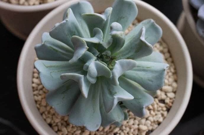 特玉莲图片大全！特玉莲高清图片！
