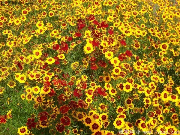 耐寒的一年生草本花卉有哪些品种？