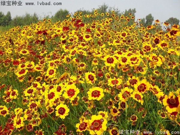 耐寒的一年生草本花卉有哪些品种？