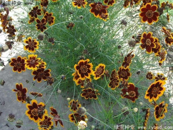 耐寒的一年生草本花卉有哪些品种？