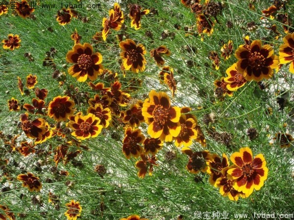 耐寒的一年生草本花卉有哪些品种？
