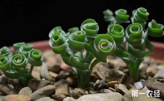 2、G属弹簧草