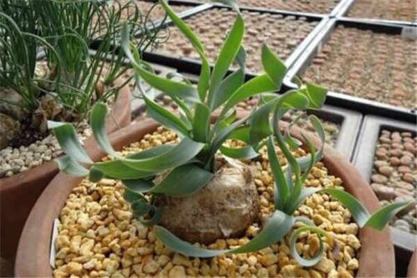 弹簧草的冬季养护方法 注意事项有哪些