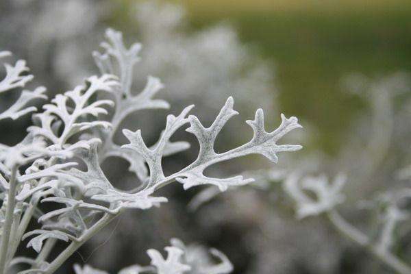 雪叶莲特别适合在凉爽的秋季栽培