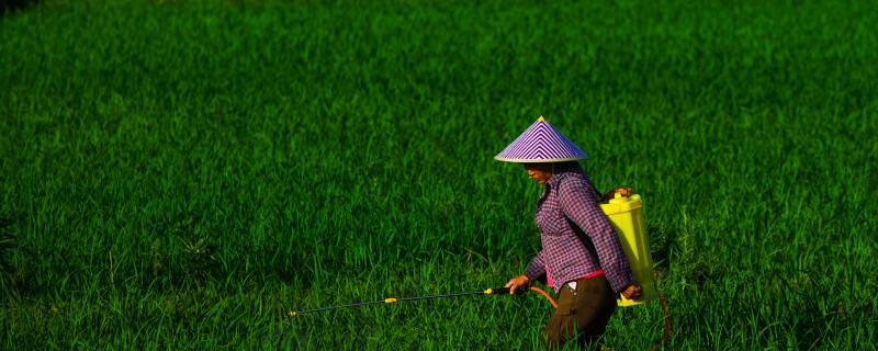 打了除草剂第二天下雨