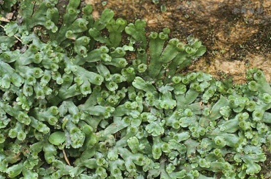 介绍关于苔藓植物的分类知识
