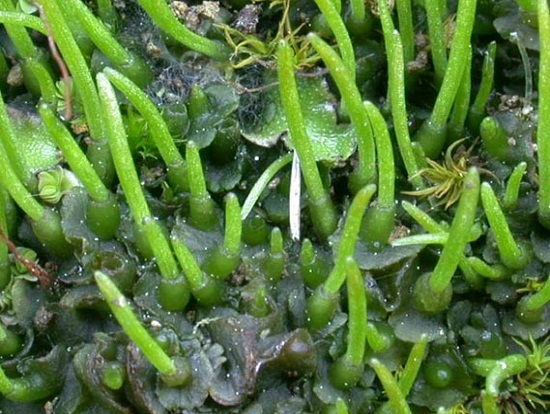 介绍关于苔藓植物的分类知识