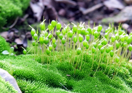 介绍关于苔藓植物的分类知识