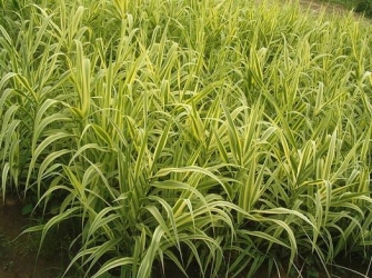 【认识花叶芦竹】花叶芦竹简介