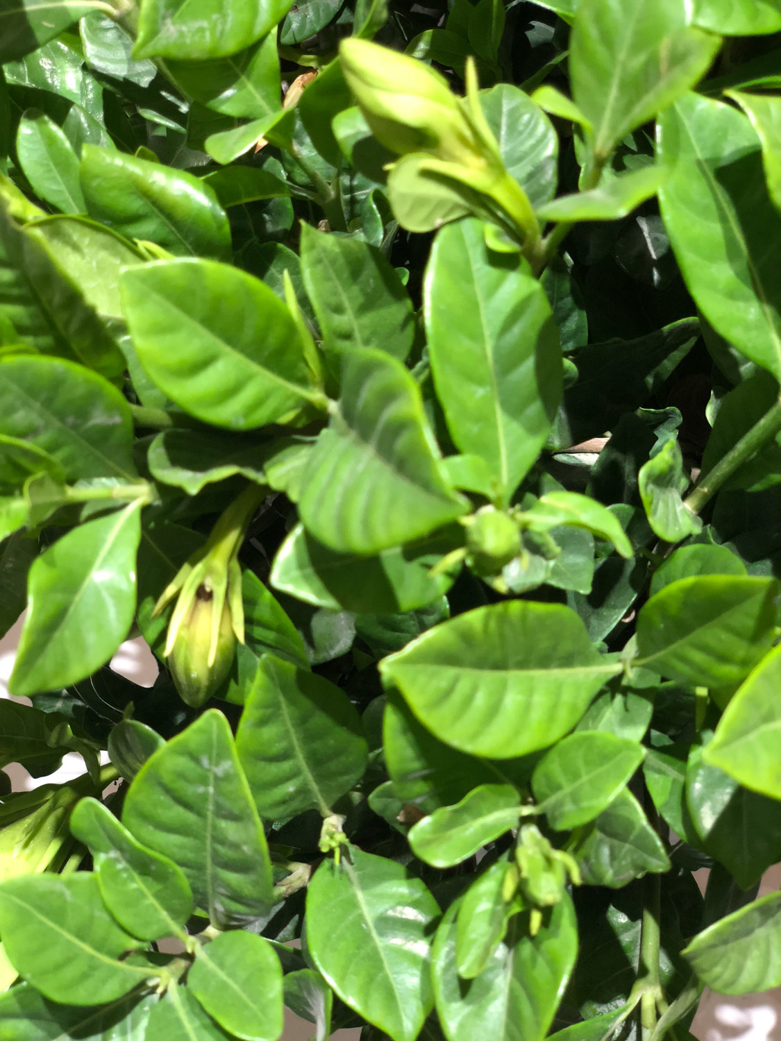 狗屎可以当养花肥料吗
