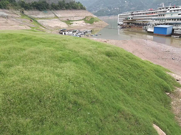 狗牙根和狗牙草有什么区别？