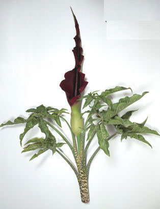 十大奇异植物排名——龙海芋