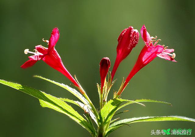 它的花语——前程似锦