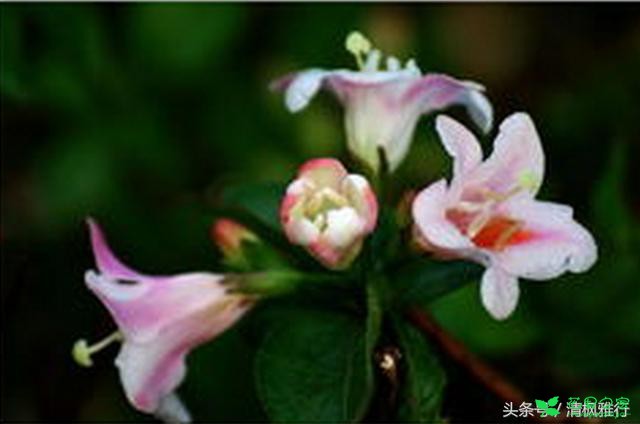 它的花语——前程似锦