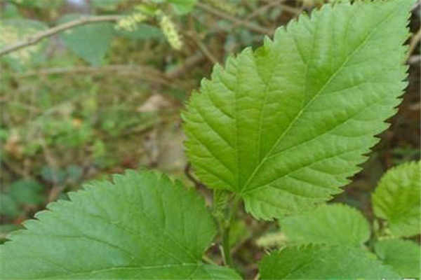 桑树叶泡水的危害 需要注意什么