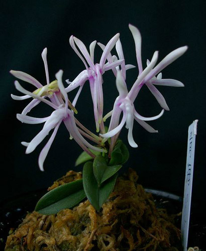 风兰是一种花卉植物？风兰图片及简介