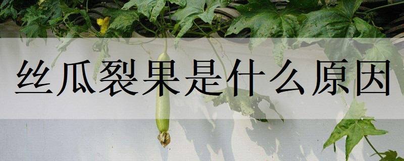 丝瓜裂果是什么原因