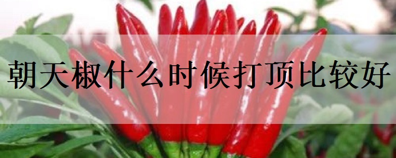 朝天椒什么时候打顶比较好