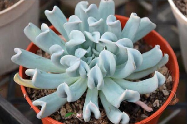 特玉莲的种植及养护技巧