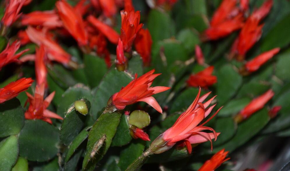 假昙花掉叶的原因及解决方法