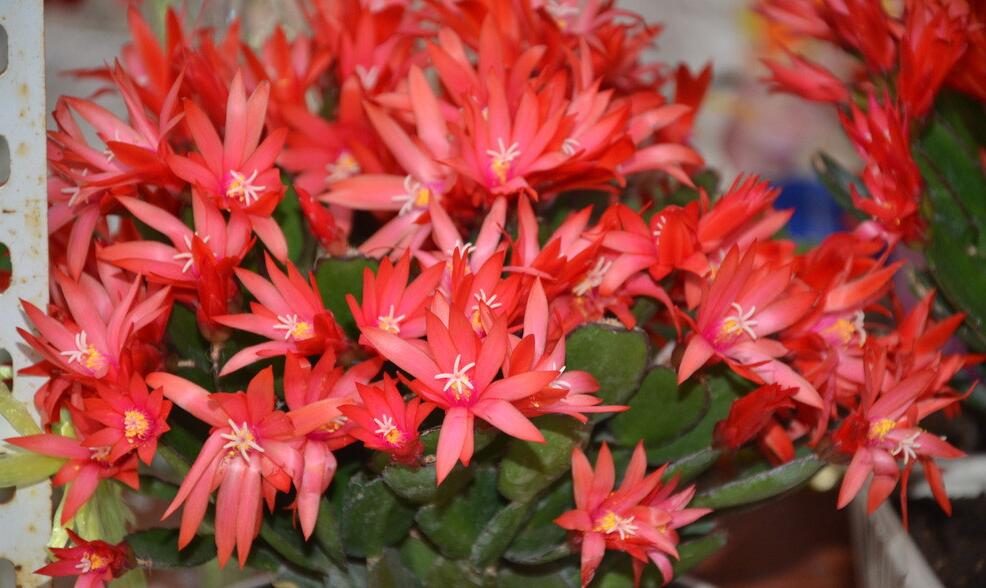 假昙花掉叶的原因及解决方法