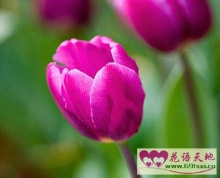 高贵的爱、无尽的爱