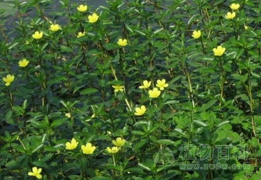 【认识黄花水龙】黄花水龙简介