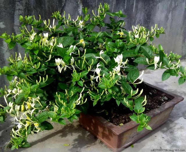 金银花盆景造型的方法