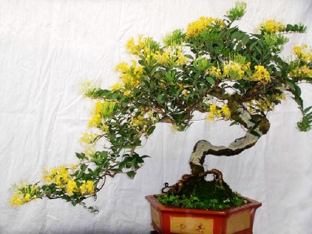 金银花盆景图片